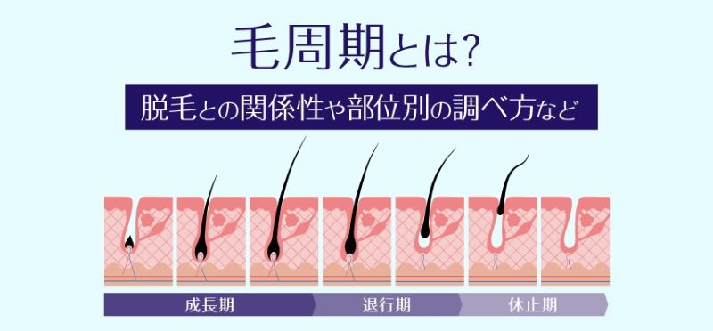 毛周期とは？脱毛との関係性や部位別の調べ方を知って、効果的に通おう！